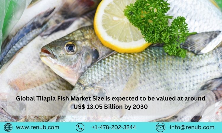 Global Tilapia Fish Market, Size, Share, Industry Trends, Company Analysis ⅼ Forecast (2024 – 2030) ⅼ Renub Research